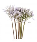 AgapantheLesprit bleu clair 80 cm