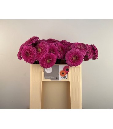 Germini pom Snuffy 