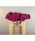 Germini pom Snuffy 