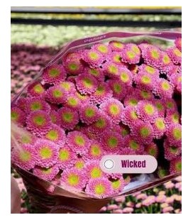 Santini Wicked 