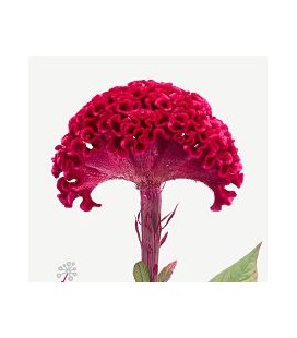 Celosie Merlot Magic 80 cm
