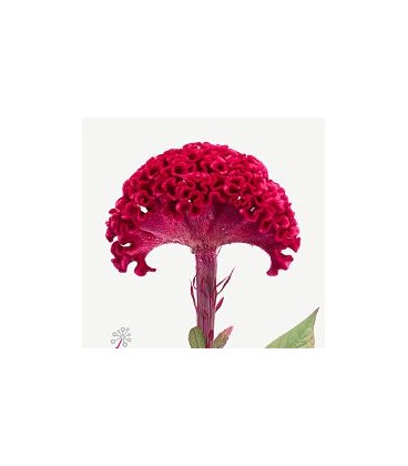 Celosie Merlot Magic 80 cm