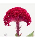 Celosie Merlot Magic 80 cm
