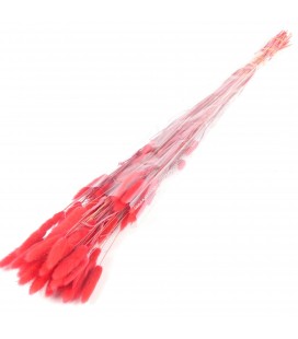 Lagurus rouge 50g/70 cm