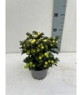 Solanum Light Thorino Ø 13