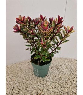 Veronique Addenda tricolor Ø 10.5