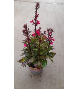 Lobelia scarlet Ø 17
