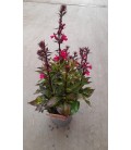 Lobelia scarlet Ø 17