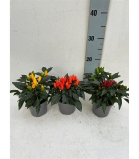 Piments salsa 3 coul Ø 10.5h 15