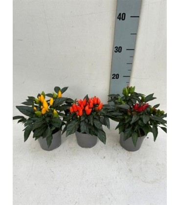 Piments salsa 3 coul Ø 10.5h 15