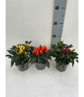 Piments salsa 3 coul Ø 10.5h 15