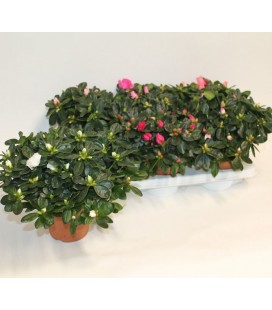 Azalée pot de 14 mix 
