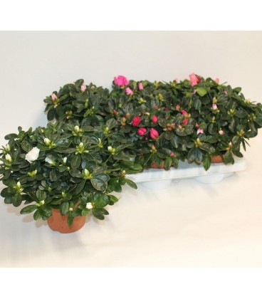 Azalée pot de 14 mix 