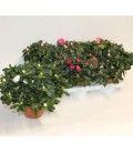 Azalée pot de 14 mix 
