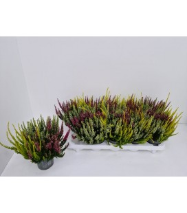 Calluna beauty lady trio pot de 11