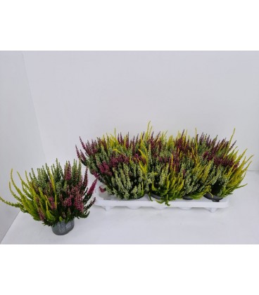 Calluna beauty lady trio pot de 11