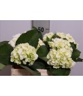 Hortensia Blanc equateur 