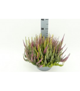 Calluna coupe Ø 23 Trio