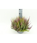 Calluna coupe Ø 23 Trio