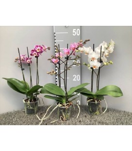 Phalaenopsis mix 2 b Ø 09