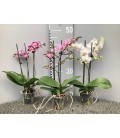 Phalaenopsis mix 2 b Ø 09