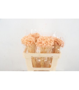 Hill Fl Apricot 100g poly
