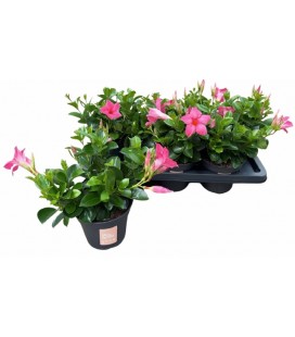 Dipladenia pink Ø 14 h 30