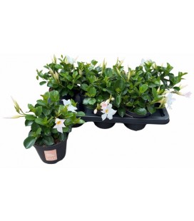 Dipladenia Blanc Pot de 14 h 30