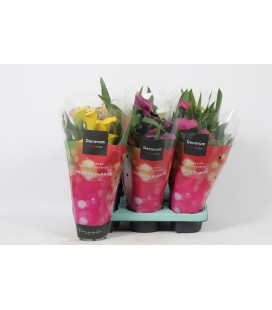 Calla mix pot de 12