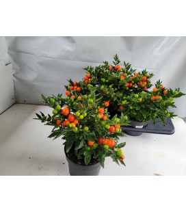 Solanum Ø 17