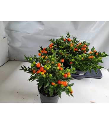 Solanum Ø 17