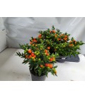 Solanum Ø 17