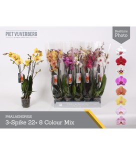 Phalaeno Ø 12 h 65 mix 3 b