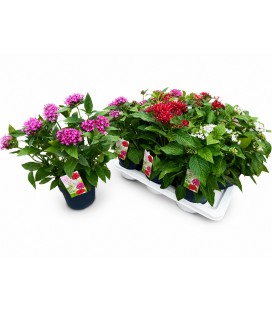 Pentas Ø 17