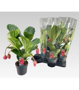 Medinella Flamingo pot de 17 