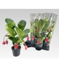 Medinella Flamingo pot de 17 