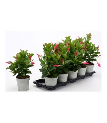 Dipladenia rio petit pink Ø 17 h 35