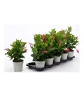Dipladenia rio petit pink Ø 17 h 35