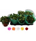 Kalanchoe mix Ø15