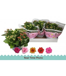Kalanchoe Coupe de 23 Carnaval 