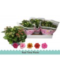 Kalanchoe Coupe de 23 Carnaval 