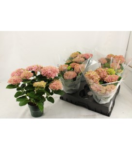 Hortensia Revolut Ø 14 Bleu ou Rose