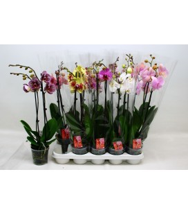Phalaenopsis Ø 12h 60 2 b
