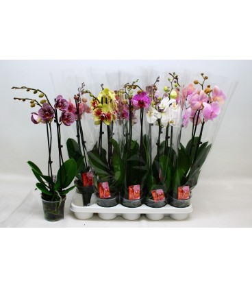 Phalaenopsis Ø 12h 60 2 b