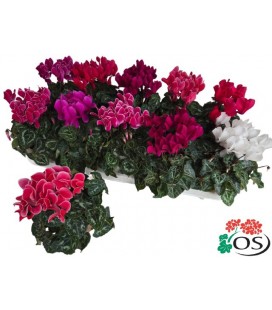 Cyclamen Carino pot de 10.5