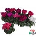 Cyclamen Carino pot de 10.5