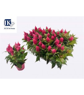 Celosie Plum fire pink Ø12