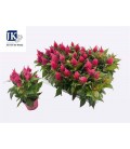 Celisie Plum fire pink Ø12