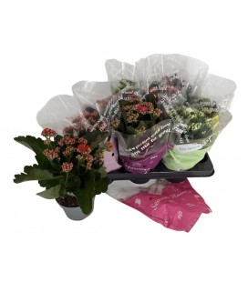 Kalanchoe Ø 10.50