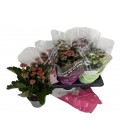 Kalanchoe Ø 10.50